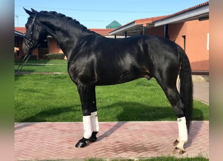 KWPN, Caballo castrado, 12 años, 165 cm, Negro