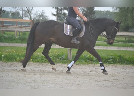 KWPN, Caballo castrado, 12 años, 168 cm, Castaño oscuro