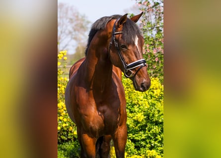 KWPN, Caballo castrado, 12 años, 170 cm, Castaño