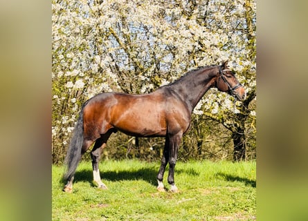 KWPN, Caballo castrado, 12 años, 170 cm, Castaño