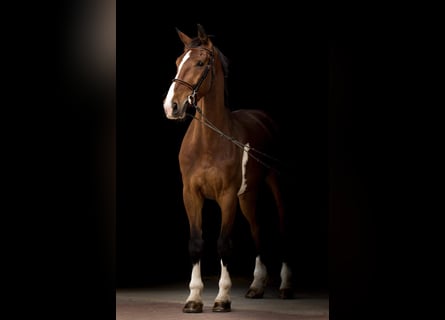 KWPN, Caballo castrado, 12 años, 170 cm, Castaño