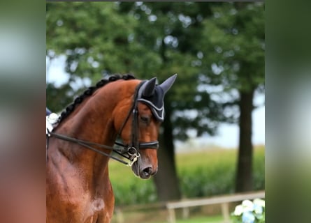 KWPN, Caballo castrado, 12 años, 170 cm, Castaño oscuro