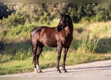 KWPN, Caballo castrado, 12 años, 172 cm, Negro