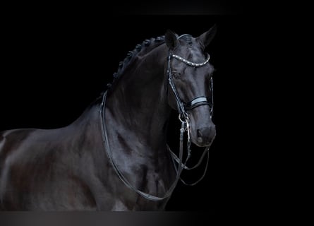 KWPN, Caballo castrado, 12 años, 173 cm, Negro