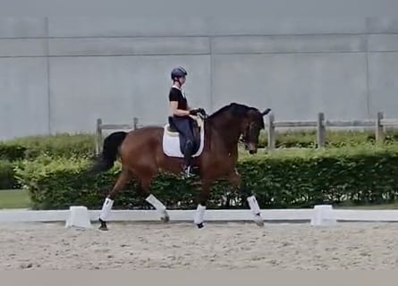 KWPN, Caballo castrado, 12 años, 174 cm, Castaño