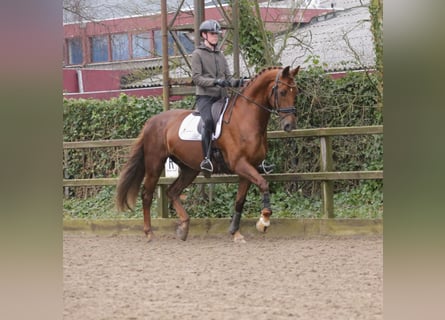 KWPN, Caballo castrado, 12 años, 177 cm, Alazán-tostado