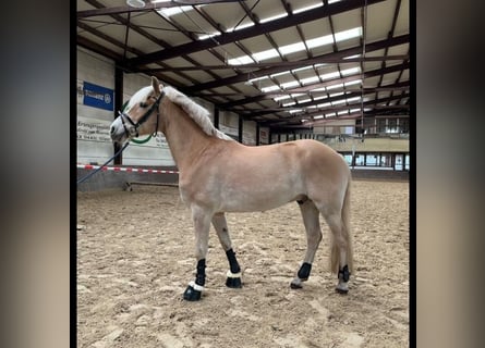 KWPN, Caballo castrado, 13 años, 155 cm, Bayo