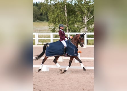 KWPN, Caballo castrado, 13 años, 165 cm