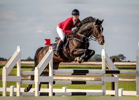 KWPN, Caballo castrado, 13 años, 165 cm, Castaño