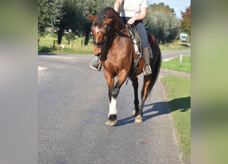 KWPN, Caballo castrado, 13 años, 165 cm, Castaño rojizo