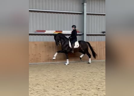 KWPN, Caballo castrado, 13 años, 170 cm, Castaño oscuro