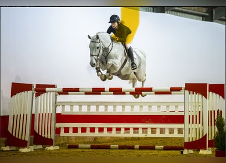 KWPN, Caballo castrado, 13 años, 171 cm, Tordo