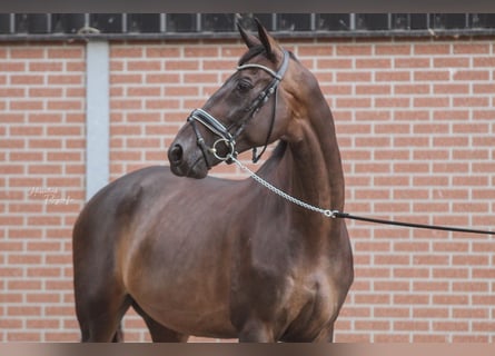 KWPN, Caballo castrado, 13 años, 172 cm, Castaño oscuro