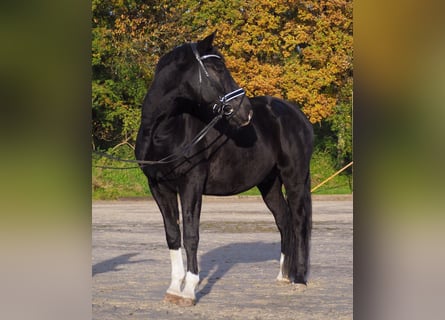 KWPN, Caballo castrado, 13 años, 172 cm, Negro