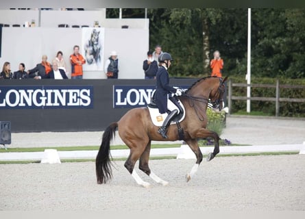 KWPN, Caballo castrado, 13 años, 174 cm, Castaño