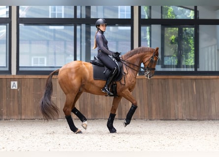 KWPN, Caballo castrado, 14 años, 168 cm, Alazán