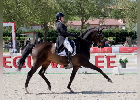 KWPN, Caballo castrado, 14 años, 173 cm, Castaño oscuro