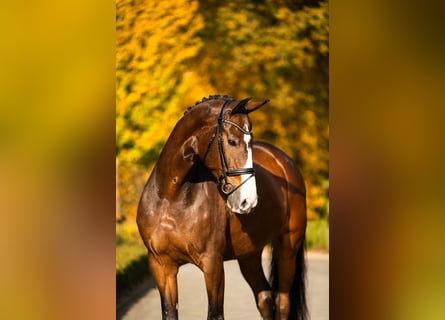 KWPN, Caballo castrado, 14 años, 174 cm, Castaño rojizo