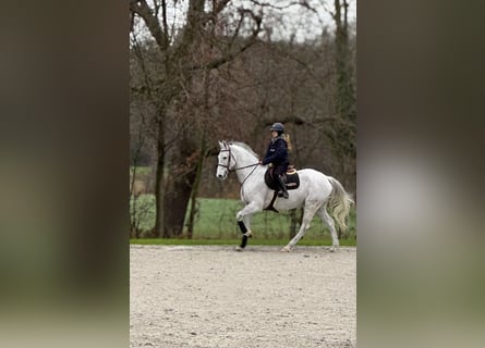 KWPN, Caballo castrado, 14 años, 181 cm, Tordo