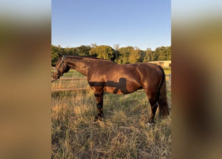 KWPN, Caballo castrado, 15 años, 163 cm, Morcillo