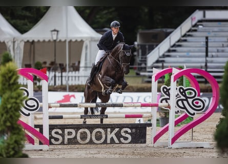 KWPN, Caballo castrado, 15 años, 169 cm, Castaño oscuro