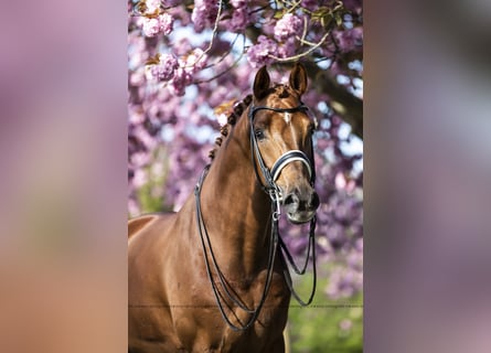 KWPN, Caballo castrado, 15 años, 171 cm, Alazán