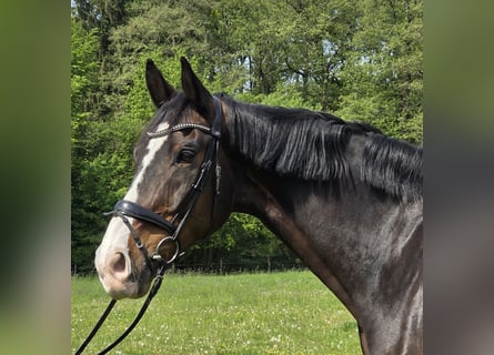 KWPN, Caballo castrado, 15 años, 172 cm, Morcillo