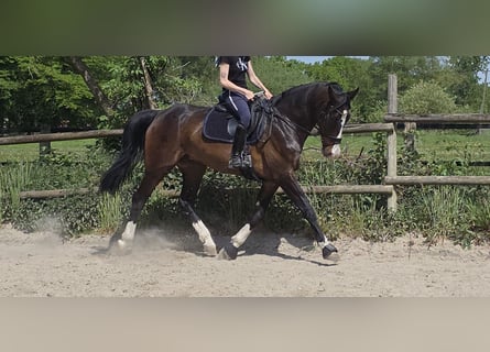 KWPN, Caballo castrado, 15 años, 172 cm, Morcillo