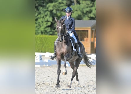 KWPN, Caballo castrado, 15 años, 173 cm, Negro