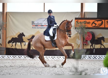 KWPN, Caballo castrado, 15 años, 178 cm, Alazán