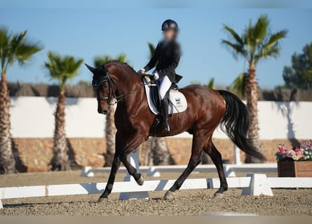 KWPN, Caballo castrado, 16 años, 166 cm, Castaño