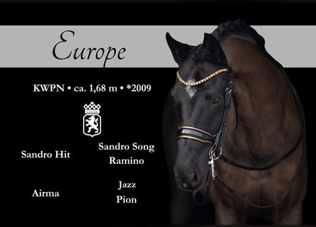 KWPN, Caballo castrado, 16 años, 168 cm, Negro