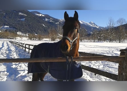 KWPN, Caballo castrado, 16 años, 173 cm, Castaño