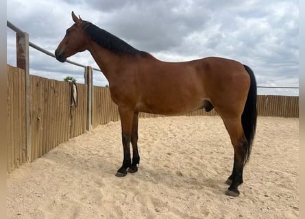 KWPN, Caballo castrado, 16 años, 175 cm, Castaño claro