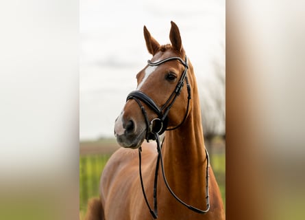KWPN, Caballo castrado, 17 años, 174 cm, Alazán