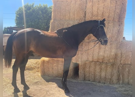 KWPN, Caballo castrado, 19 años, 175 cm, Negro