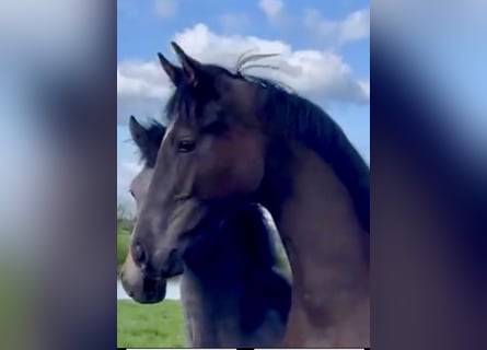 KWPN, Caballo castrado, 1 año, 173 cm, Negro
