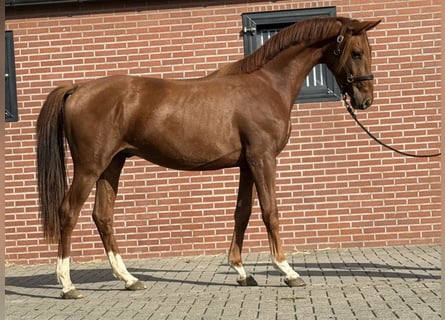 KWPN, Caballo castrado, 2 años, 160 cm, Alazán-tostado