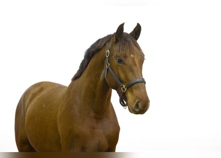 KWPN, Caballo castrado, 2 años, 161 cm, Alazán-tostado