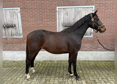 KWPN, Caballo castrado, 2 años, 161 cm, Castaño