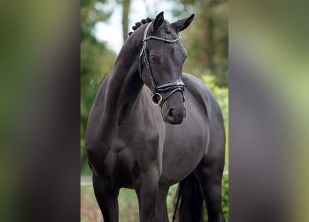 KWPN, Caballo castrado, 2 años, 163 cm, Negro