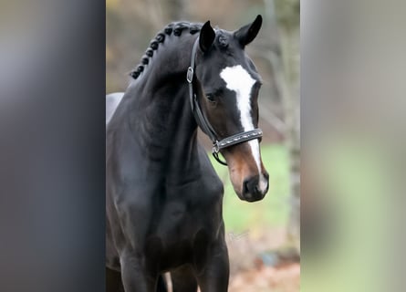 KWPN, Caballo castrado, 2 años, 164 cm, Castaño oscuro