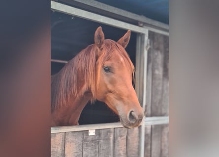 KWPN, Caballo castrado, 2 años, 165 cm, Alazán