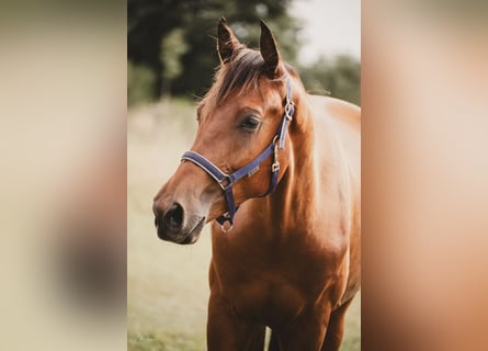 KWPN, Caballo castrado, 2 años, 165 cm, Castaño