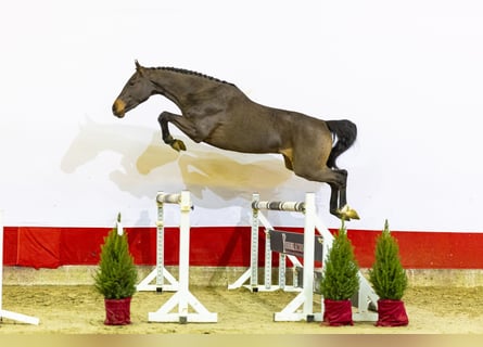 KWPN, Caballo castrado, 2 años, 165 cm, Castaño oscuro