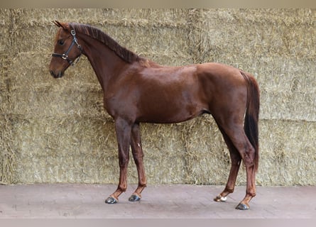 KWPN, Caballo castrado, 2 años, 168 cm, Alazán-tostado