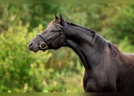 KWPN, Caballo castrado, 3 años, 160 cm