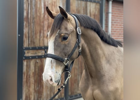 KWPN, Caballo castrado, 3 años, 160 cm, Castaño oscuro