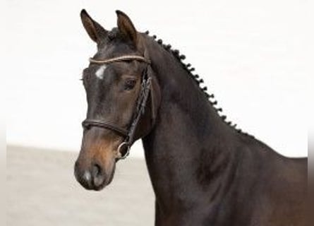 KWPN, Caballo castrado, 3 años, 160 cm, Castaño oscuro