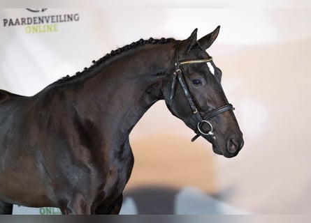 KWPN, Caballo castrado, 3 años, 161 cm, Negro